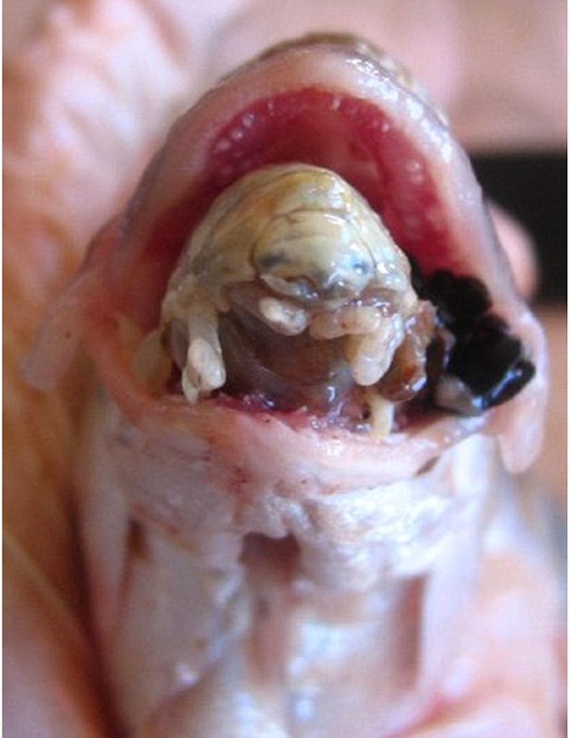 Les parasites dans le domaine du dos